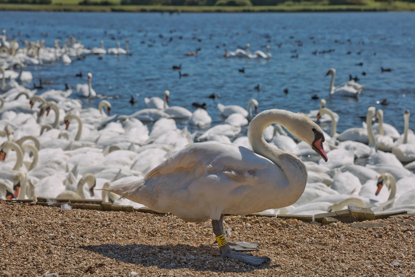 Abbotsbury Swannery